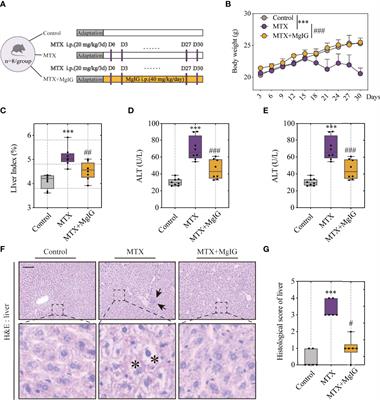 Modulation of Gut Microbiota by Magnesium Isoglycyrrhizinate Mediates Enhancement of Intestinal Barrier Function and Amelioration of Methotrexate-Induced Liver Injury